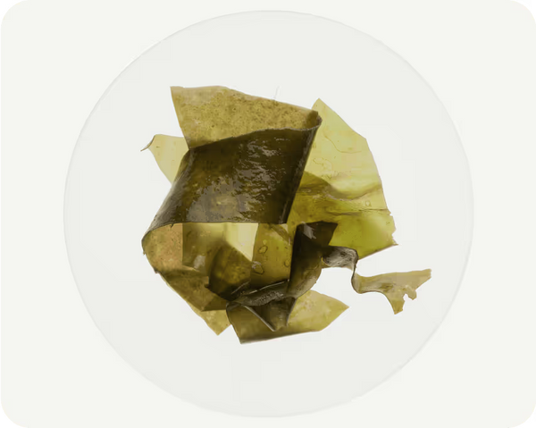 Brown Algae (Ascophyllum nodosum)