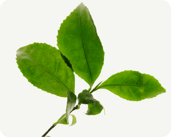 Green Tea (Decaffeinated)