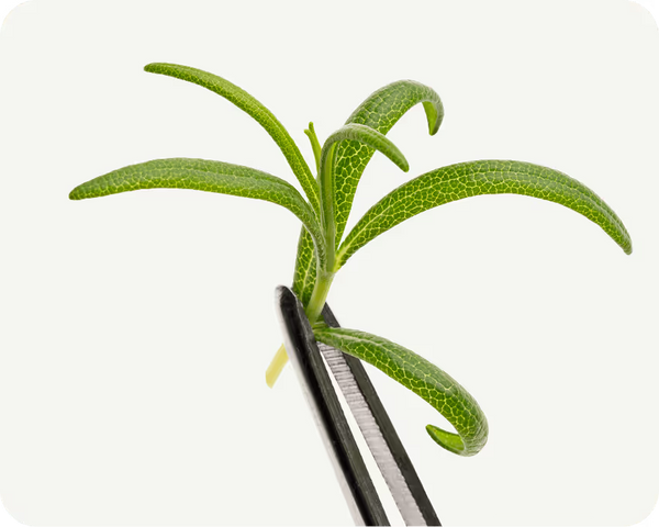 Rosemary Leaf Extract